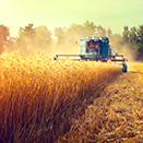 Summer agriculture 